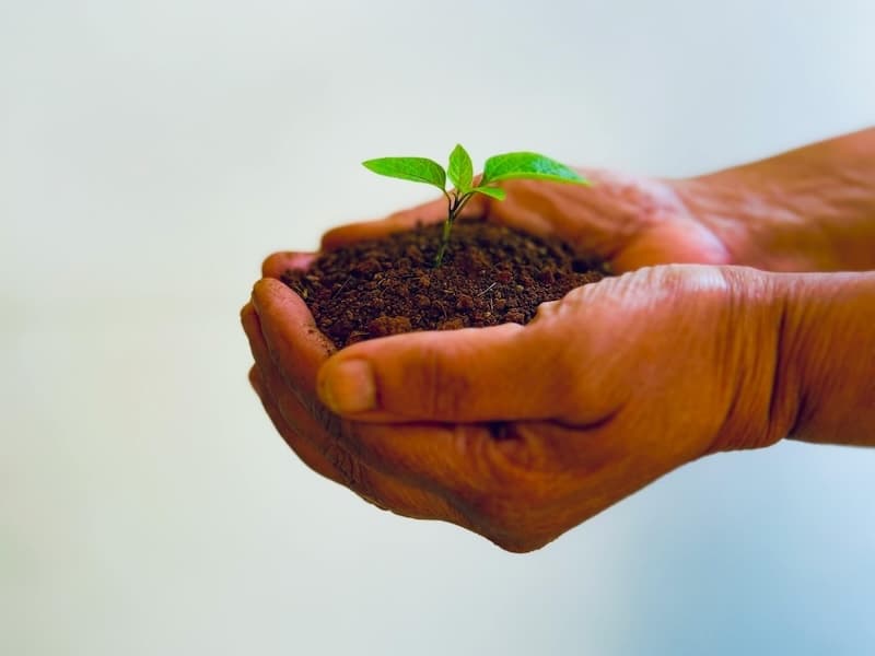 A hand holding a plant